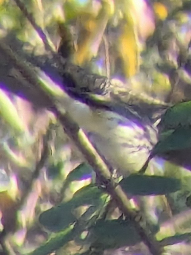 Black-throated Green Warbler - ML647188133