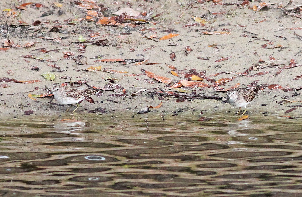 Least Sandpiper - ML647188134