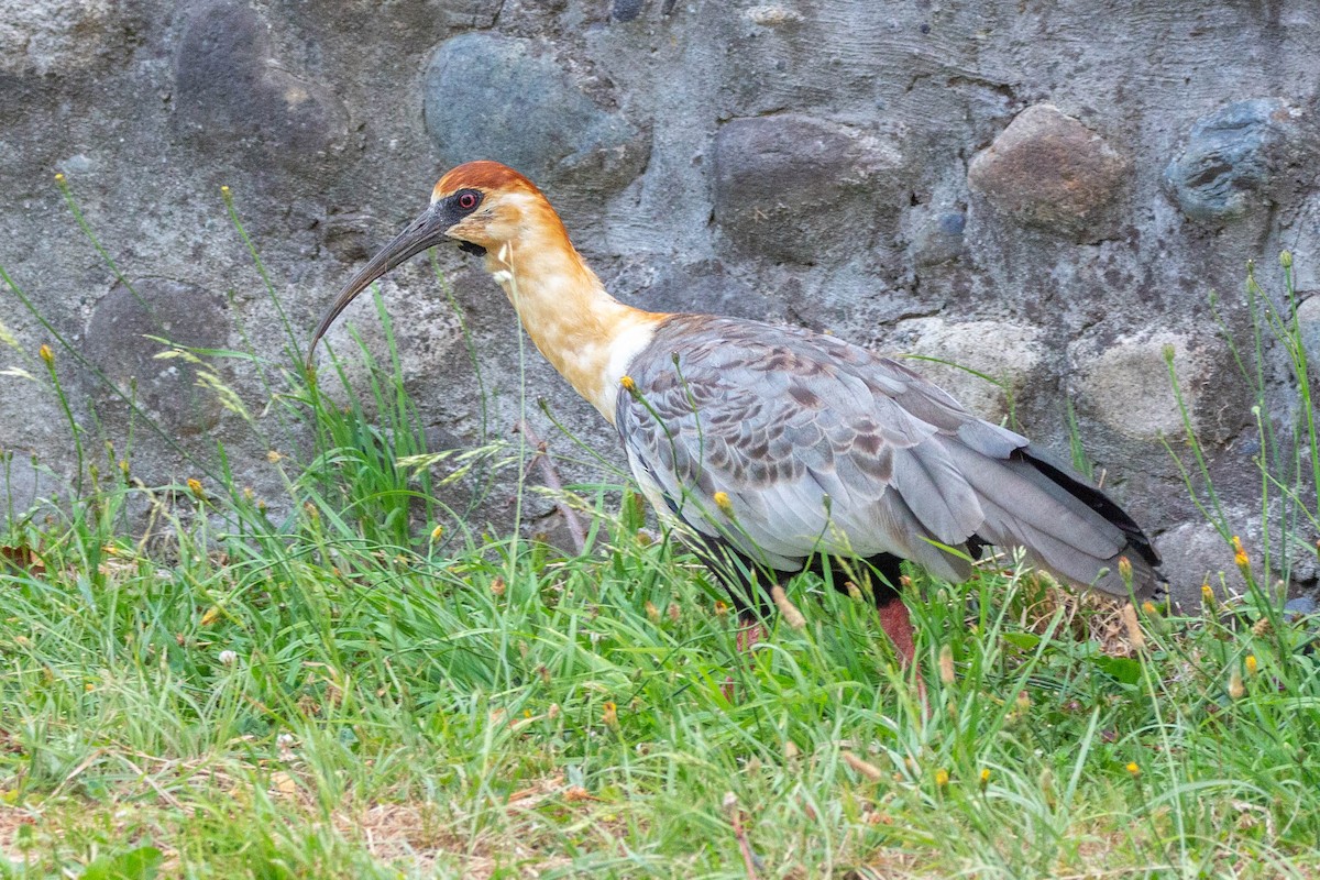 İbikli Sarıca Aynak - ML647188135