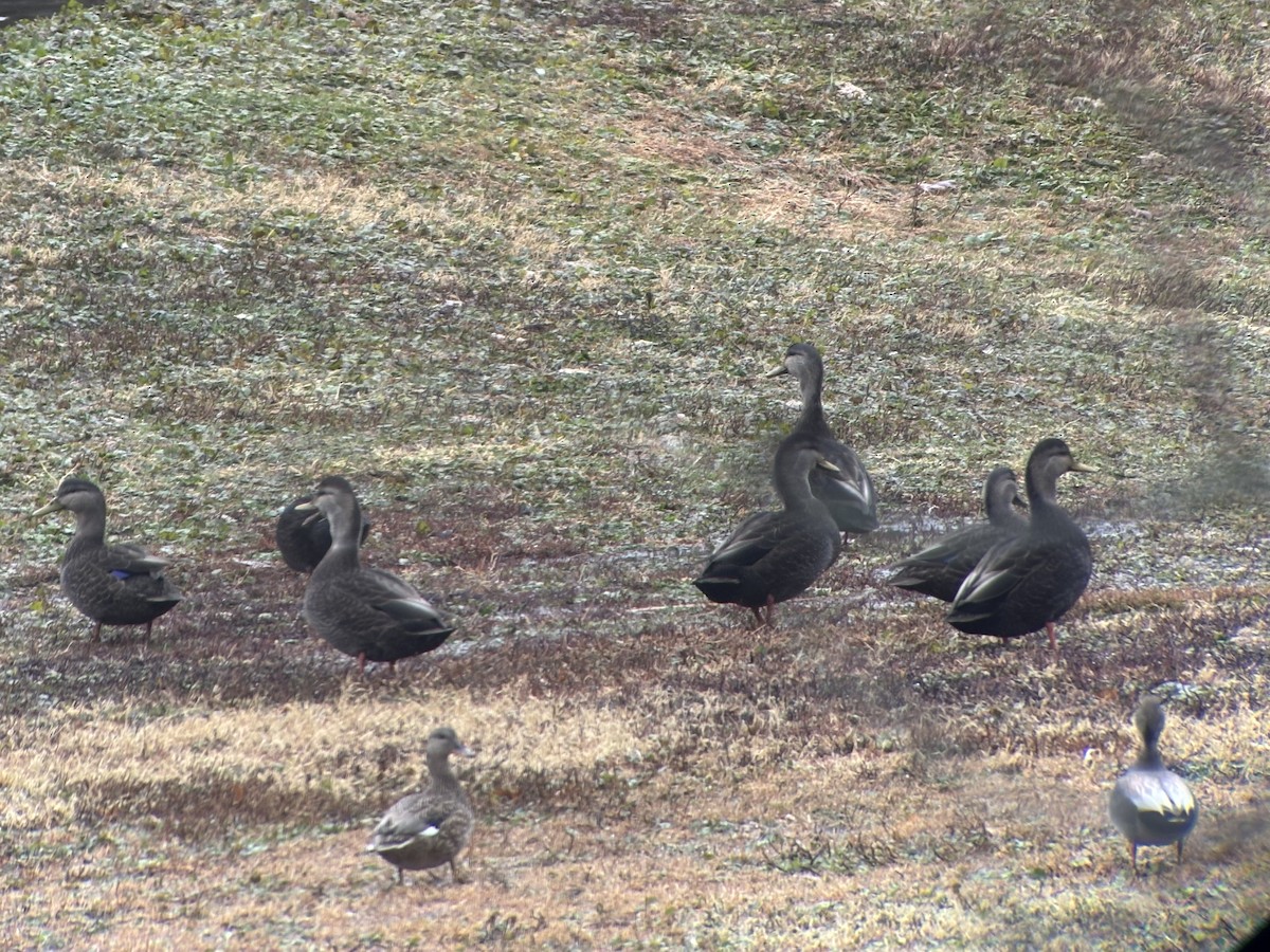 American Black Duck - ML647188137
