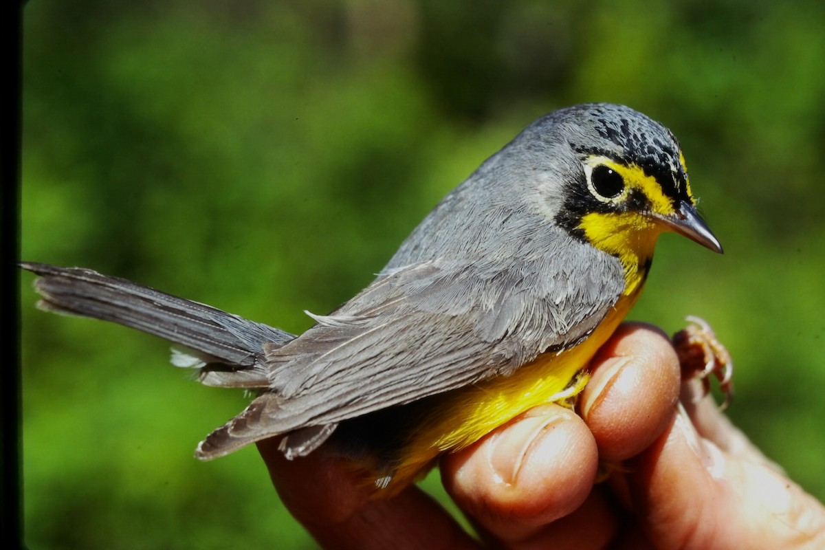 Reinita Canadiense - ML647188139