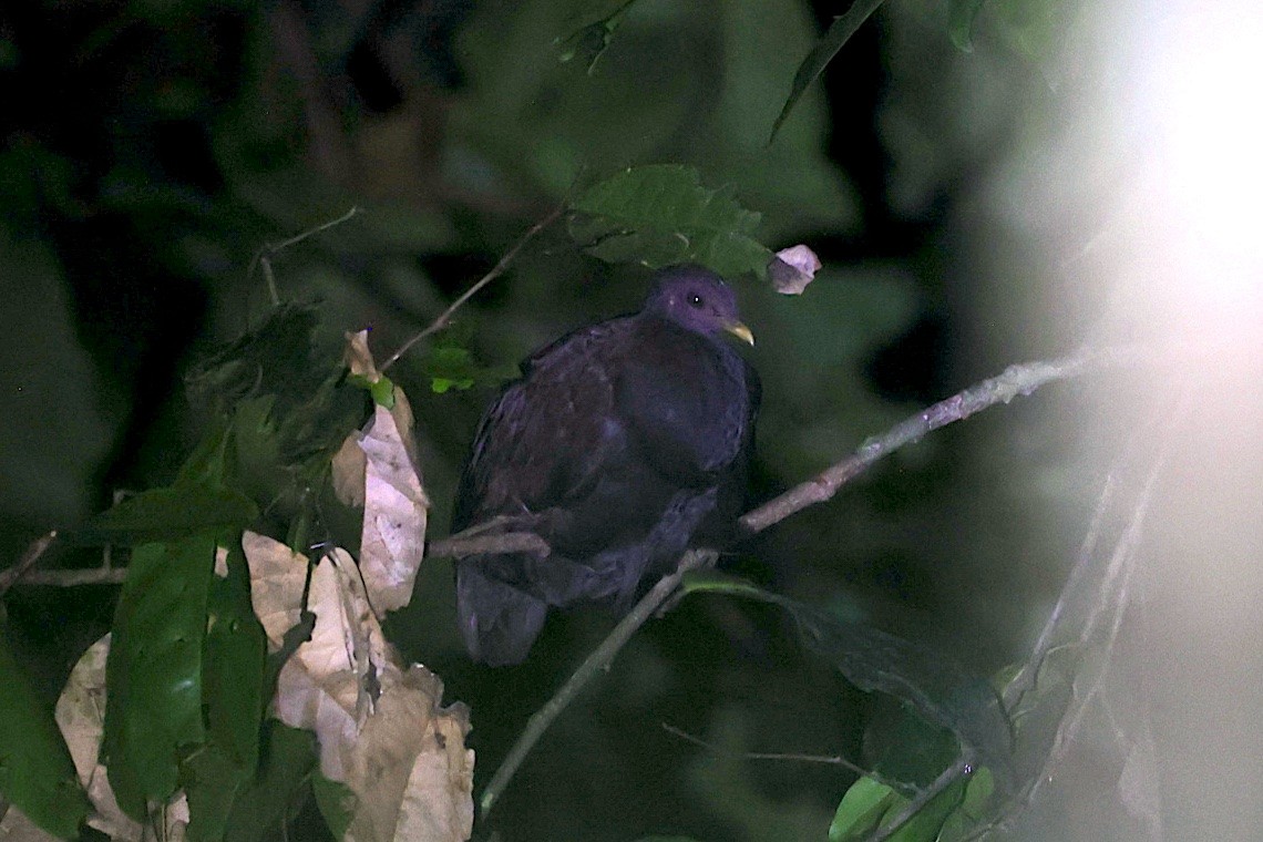 Talégalo Filipino - ML647188147