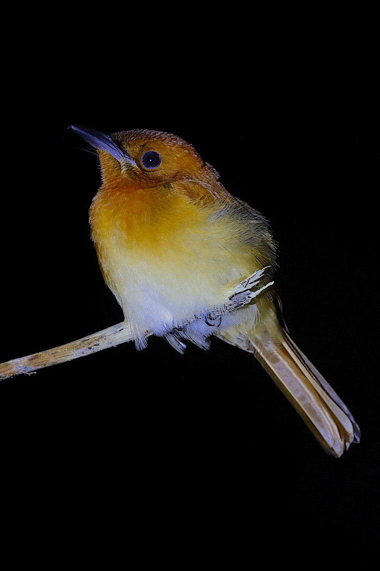 Rufous Paradise-Flycatcher - ML647188156