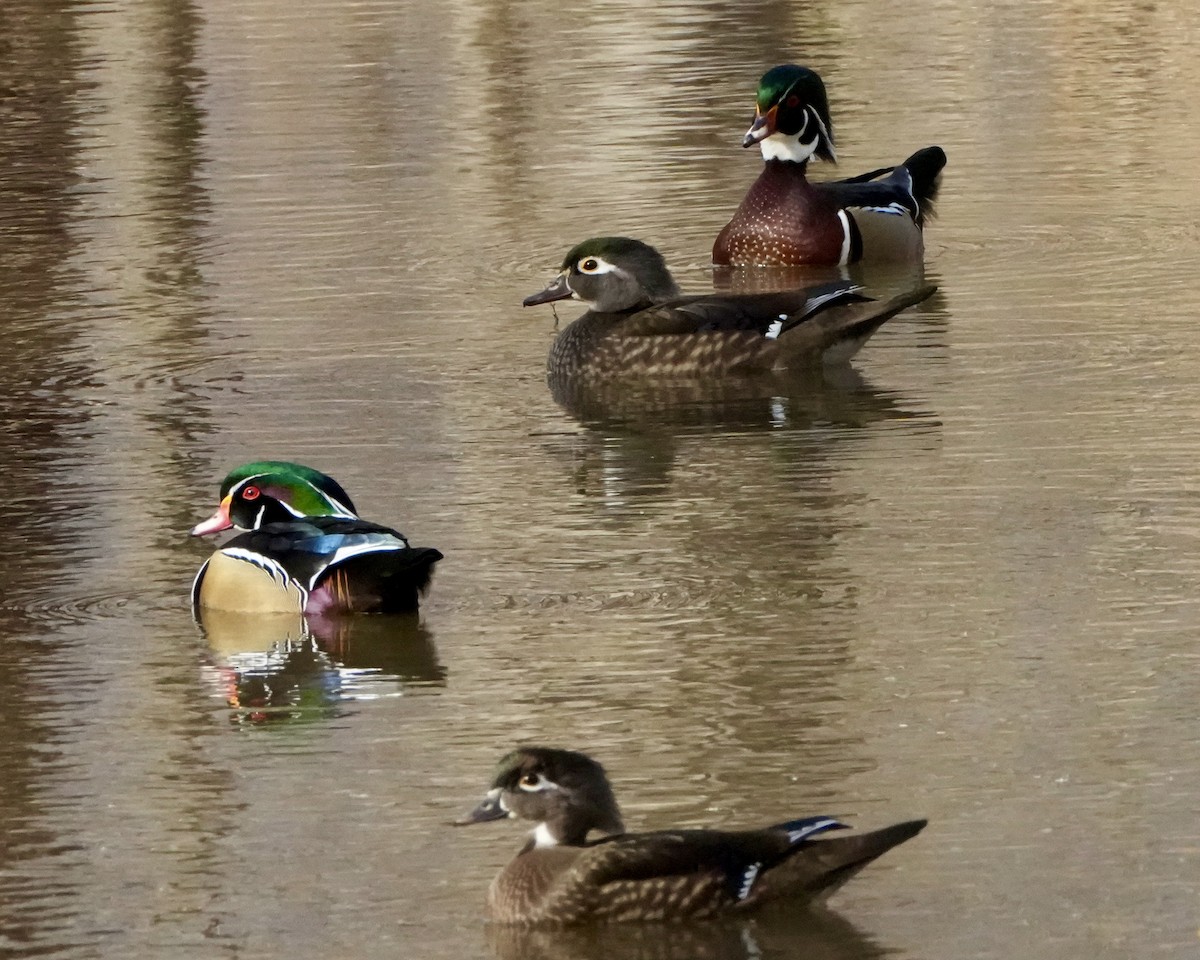 kachnička karolínská - ML647188163