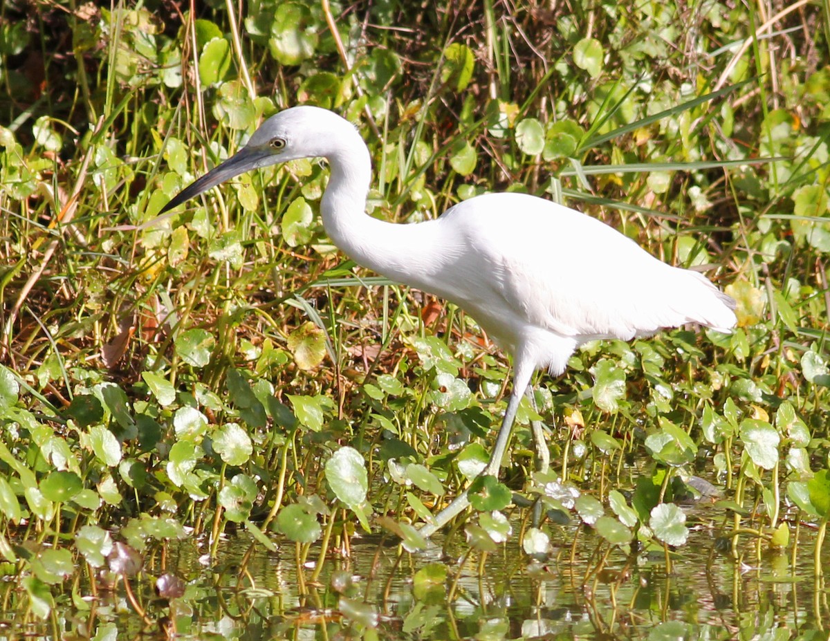Little Blue Heron - ML647188167