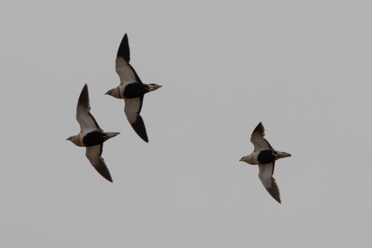 Black-bellied Sandgrouse - ML647188169