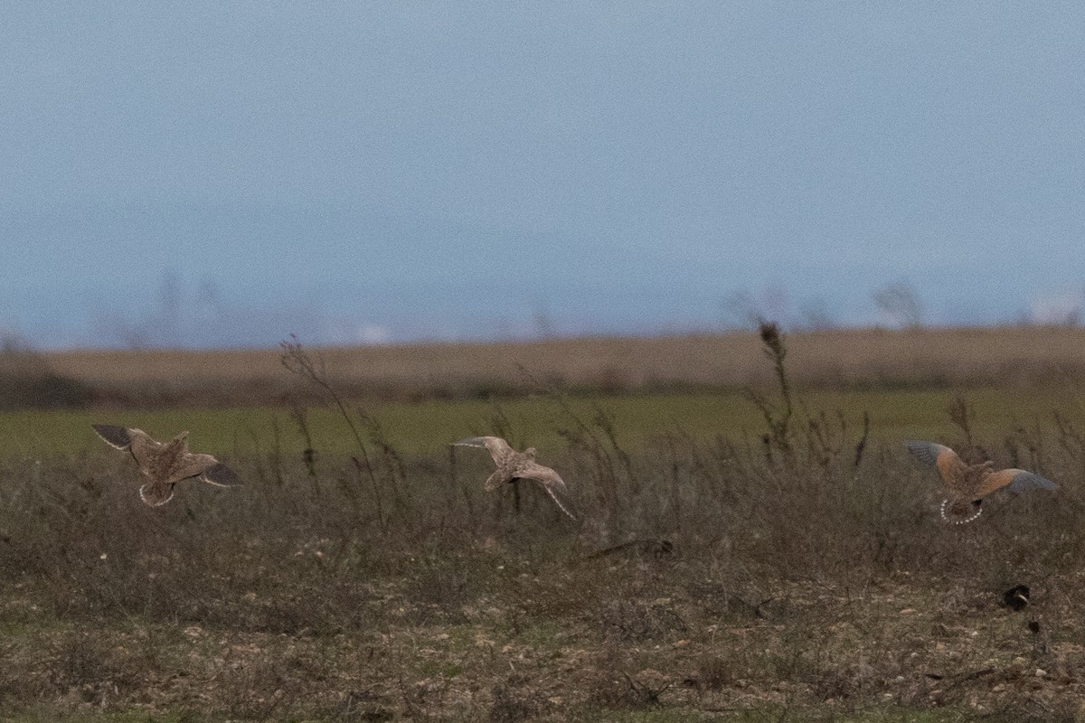 Black-bellied Sandgrouse - ML647188176