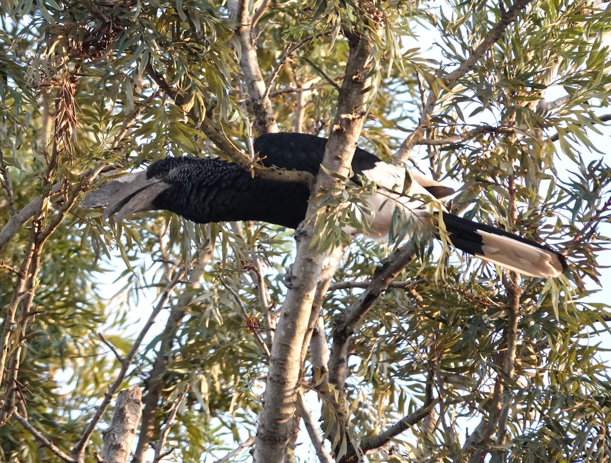 Black-and-white-casqued Hornbill - ML647188178