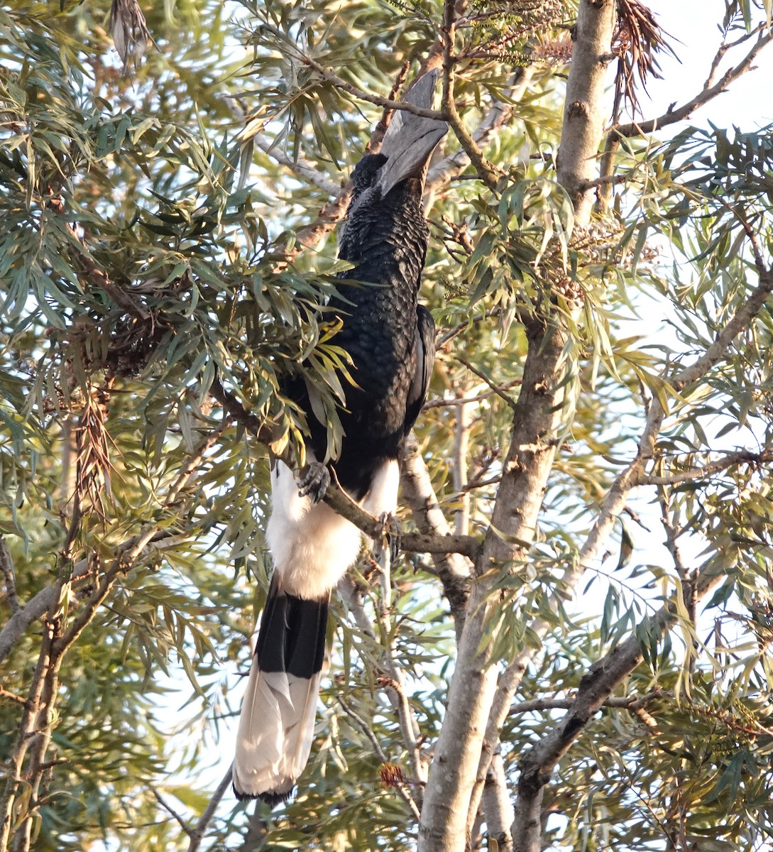 Black-and-white-casqued Hornbill - ML647188179