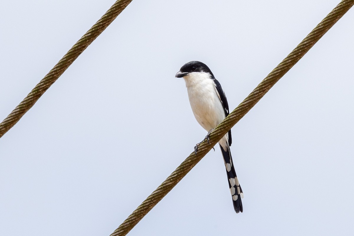 Northern Fiscal - ML647188181