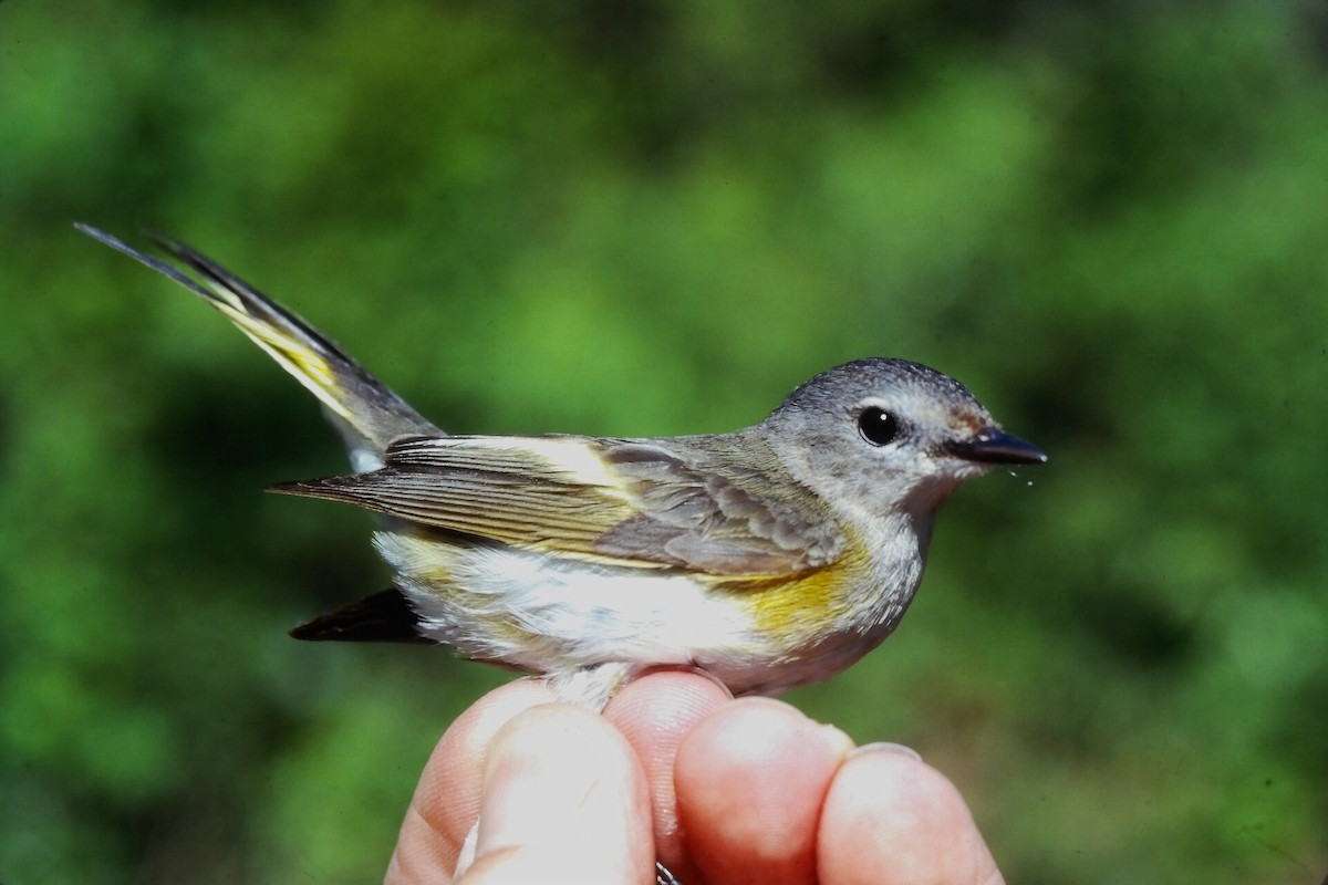 סבכון חכלילי - ML647188182
