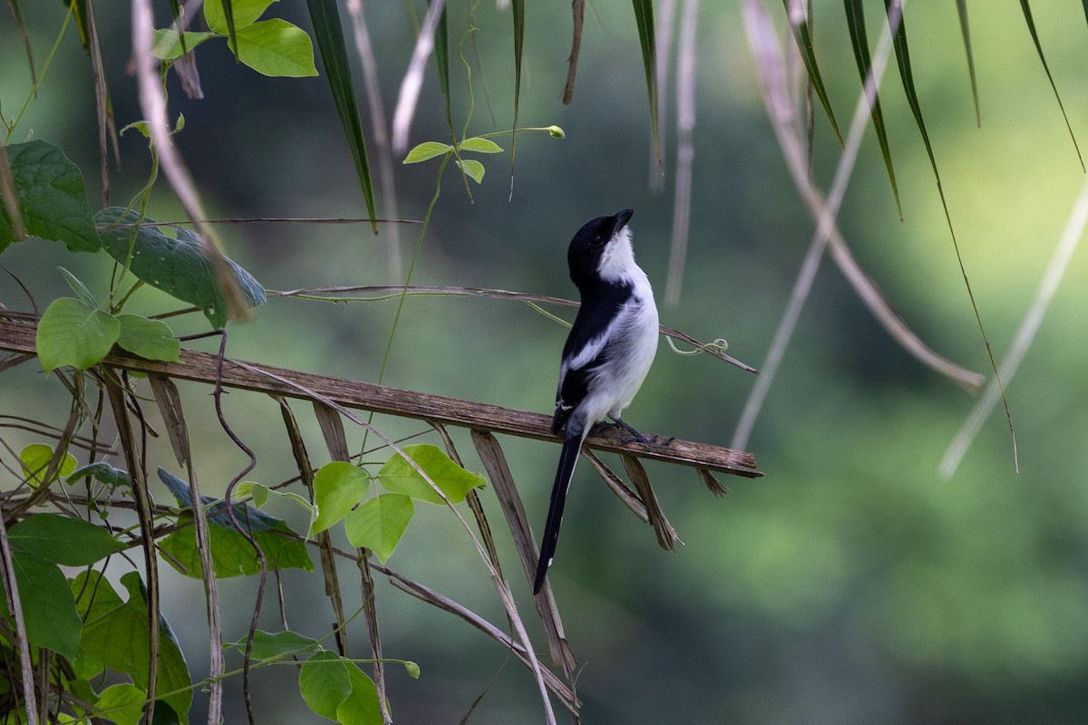 Northern Fiscal - ML647188183