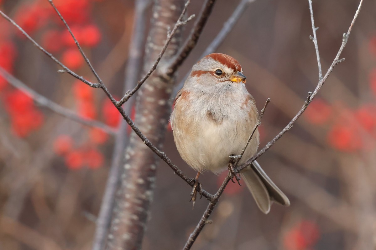 ムナフヒメドリ - ML647188219