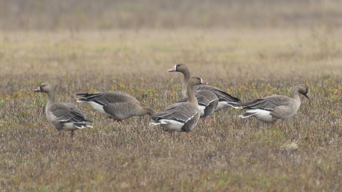 Greater White-fronted Goose - ML647188220