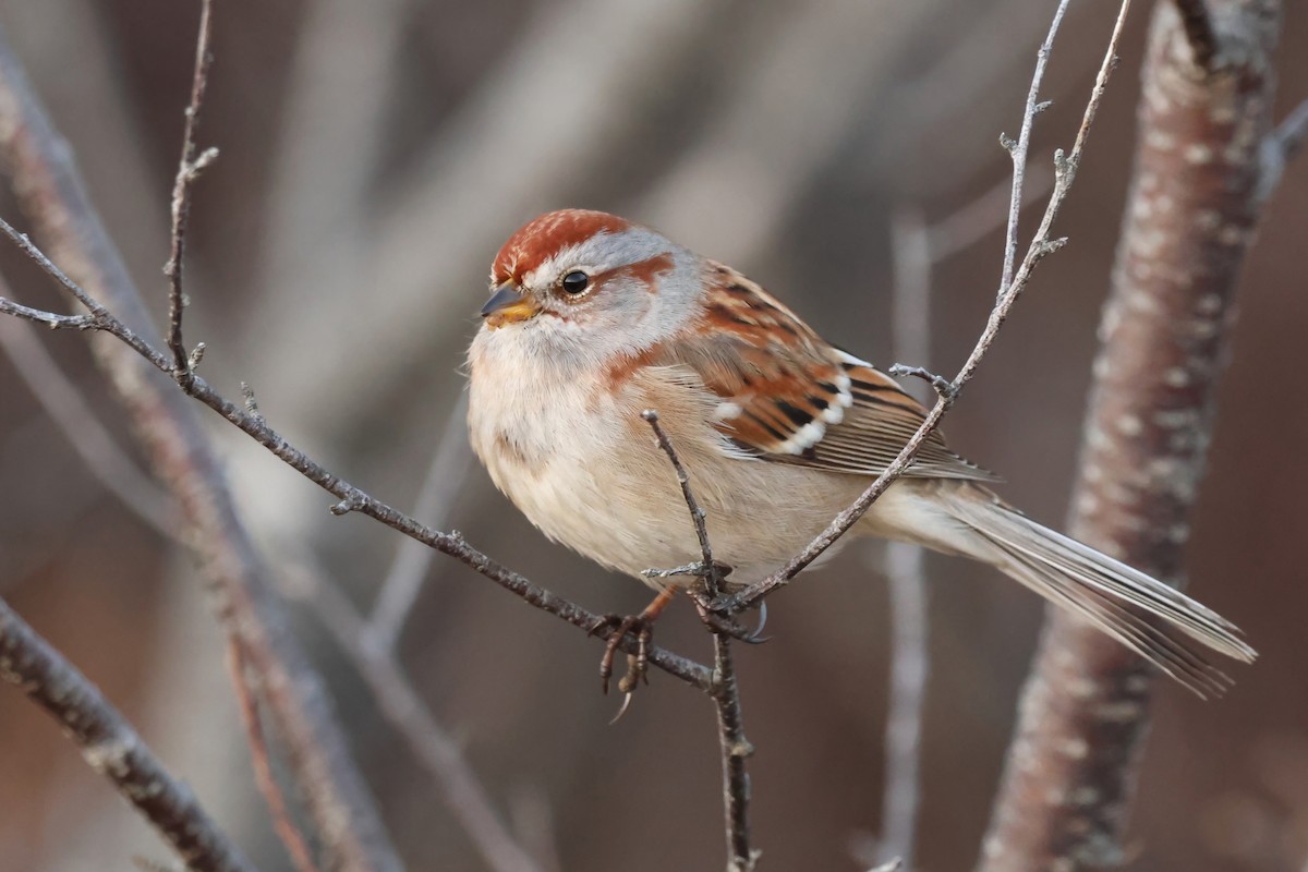 ムナフヒメドリ - ML647188221