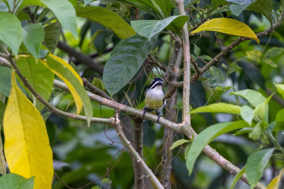 Yellow-rumped Tinkerbird - ML647188224