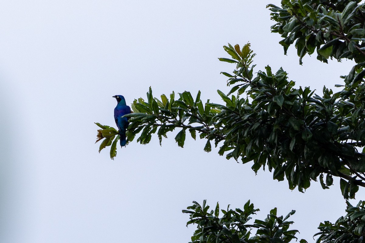 Splendid Starling - ML647188252
