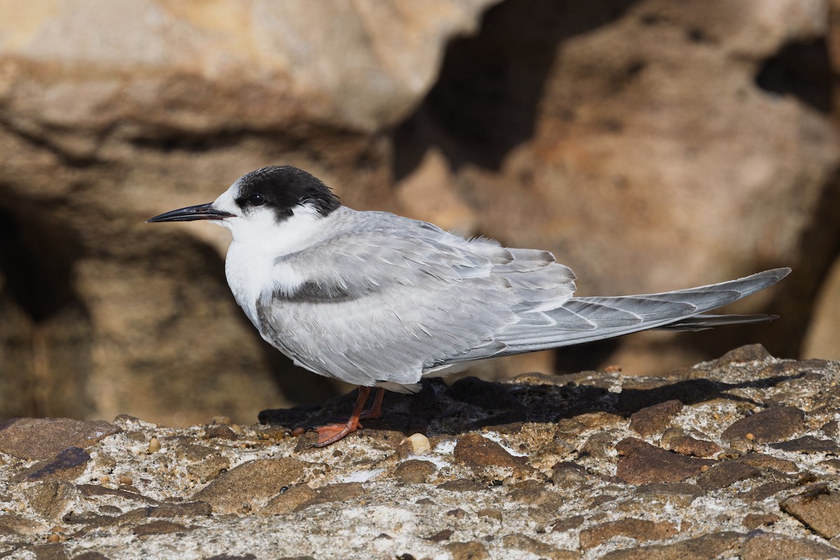 アジサシ - ML647188257