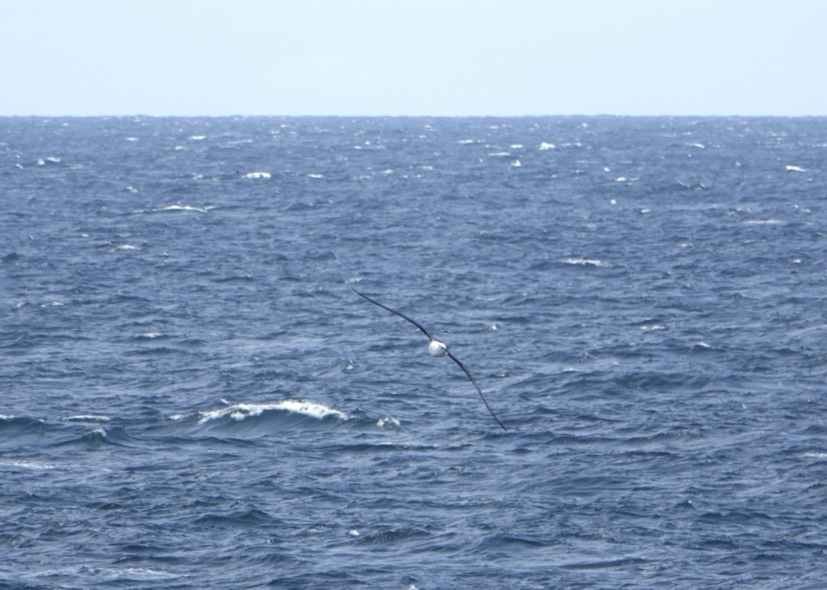 Black-browed Albatross - ML647188266