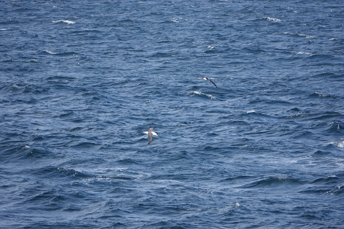Black-browed Albatross - ML647188268
