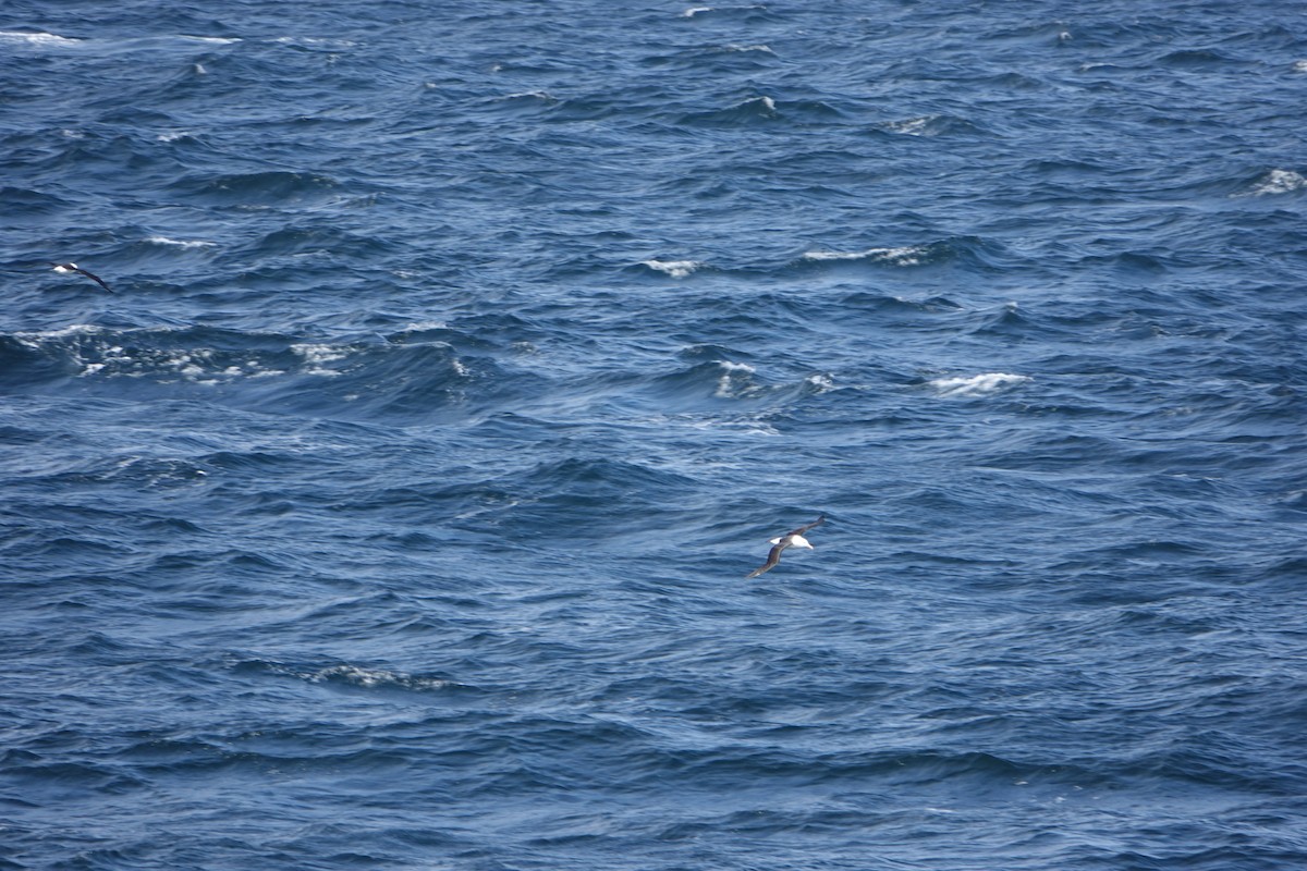 Black-browed Albatross - ML647188270