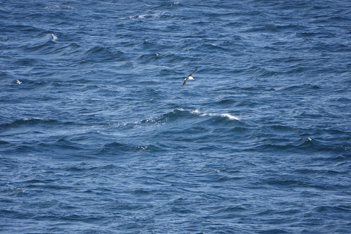 Black-browed Albatross - ML647188273