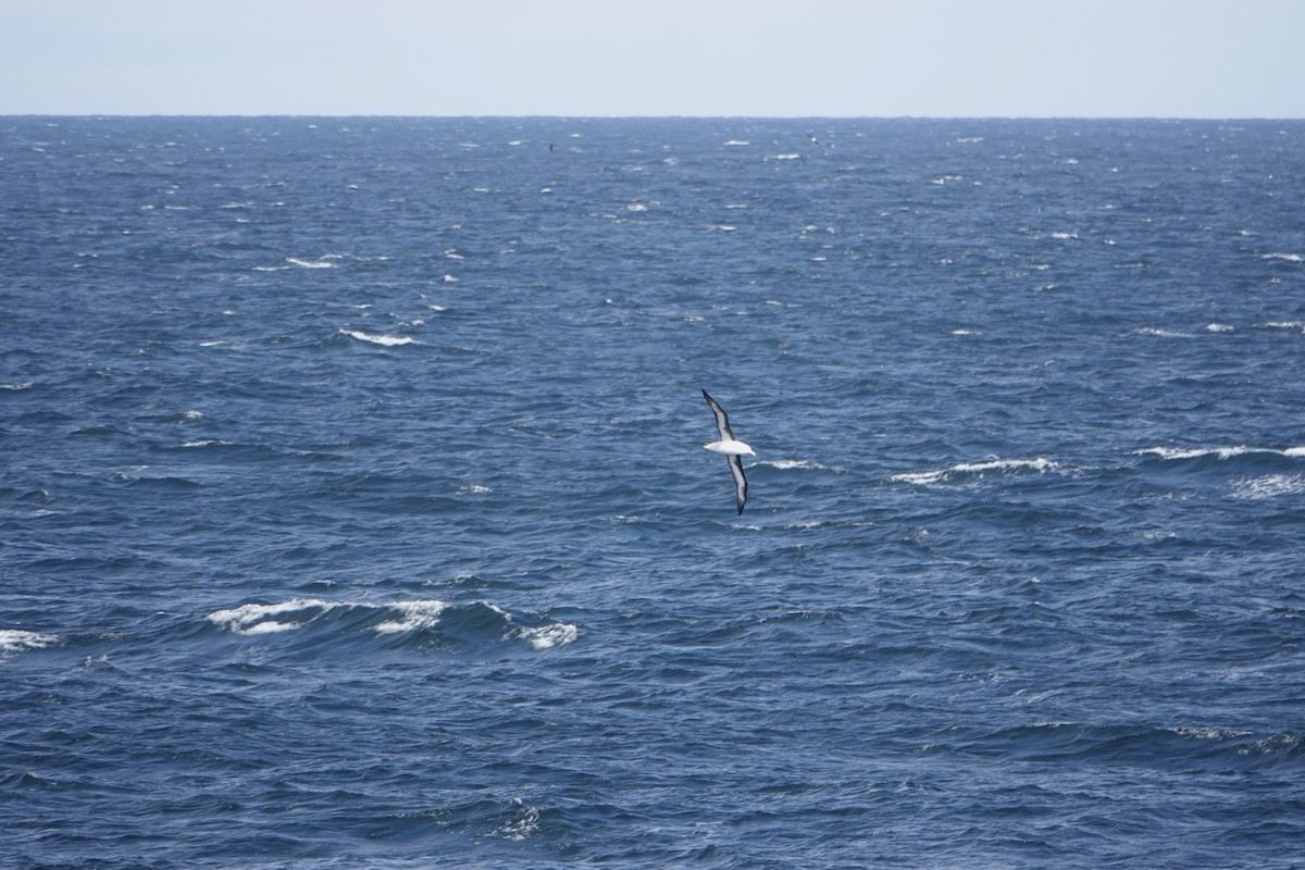 Black-browed Albatross - ML647188275