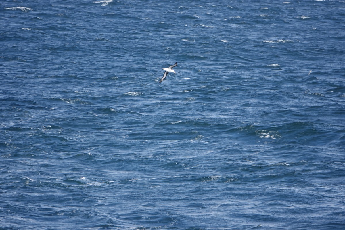 Black-browed Albatross - ML647188277