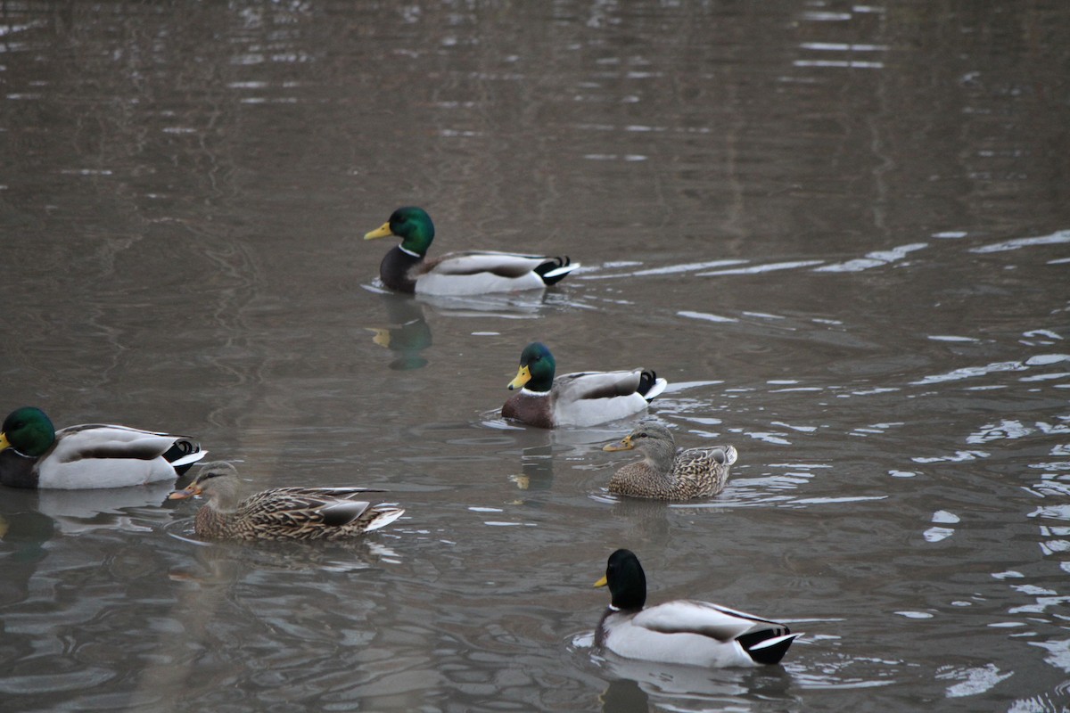 Mallard - ML647188283