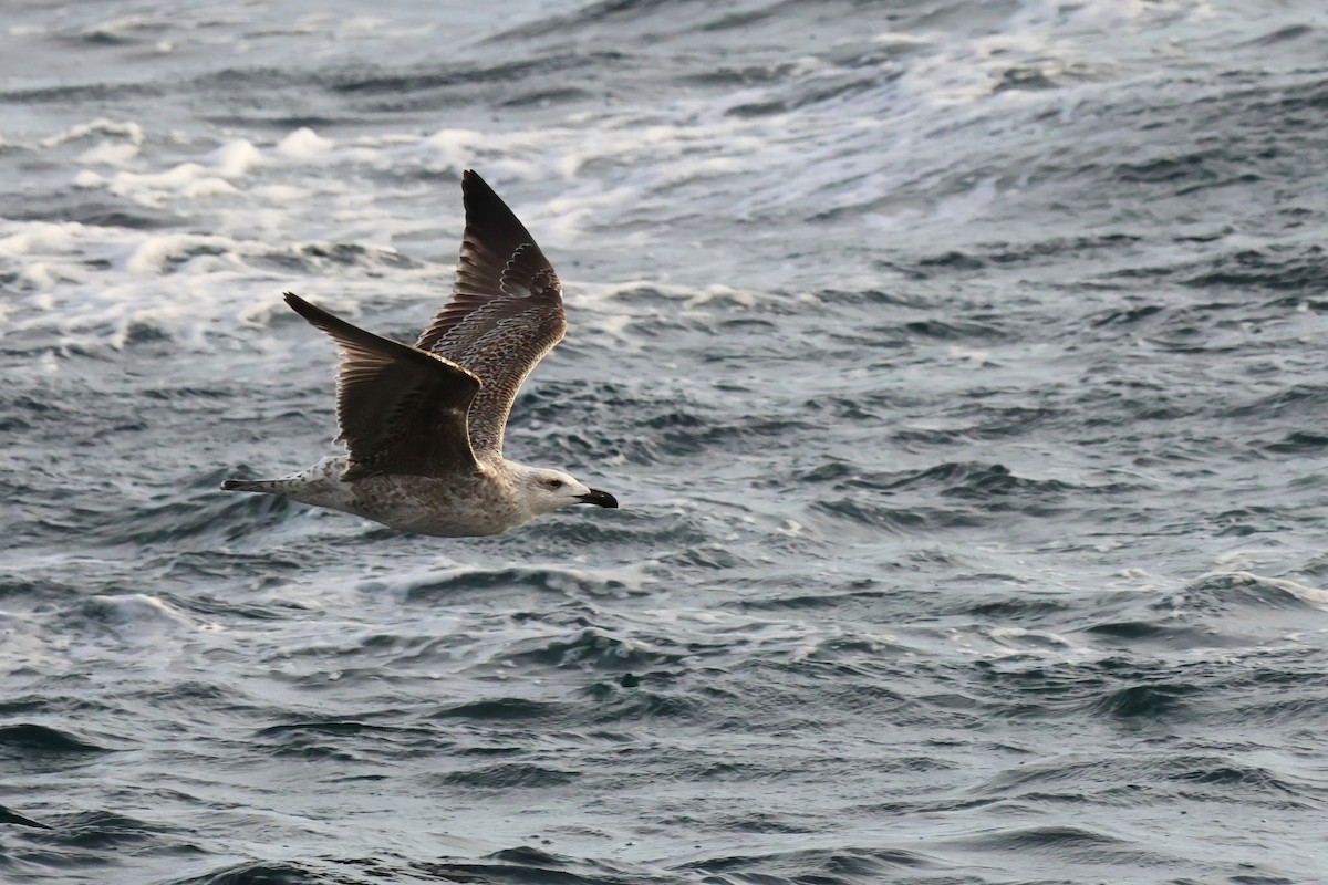 racek mořský - ML647188284