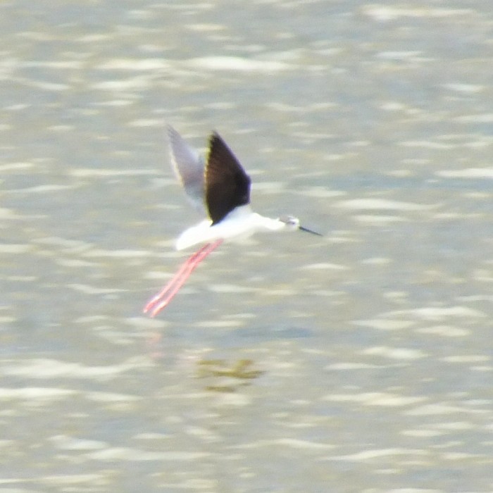Black-winged Stilt - ML647188288