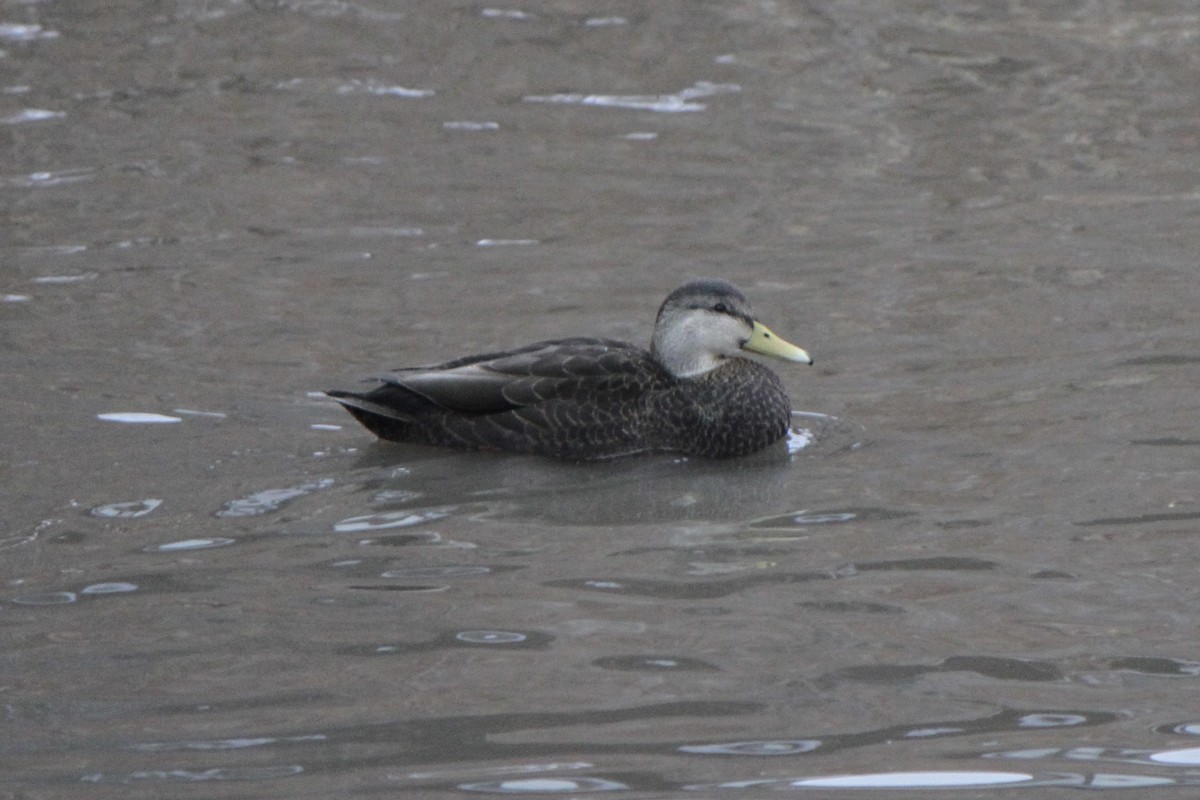 American Black Duck - ML647188294