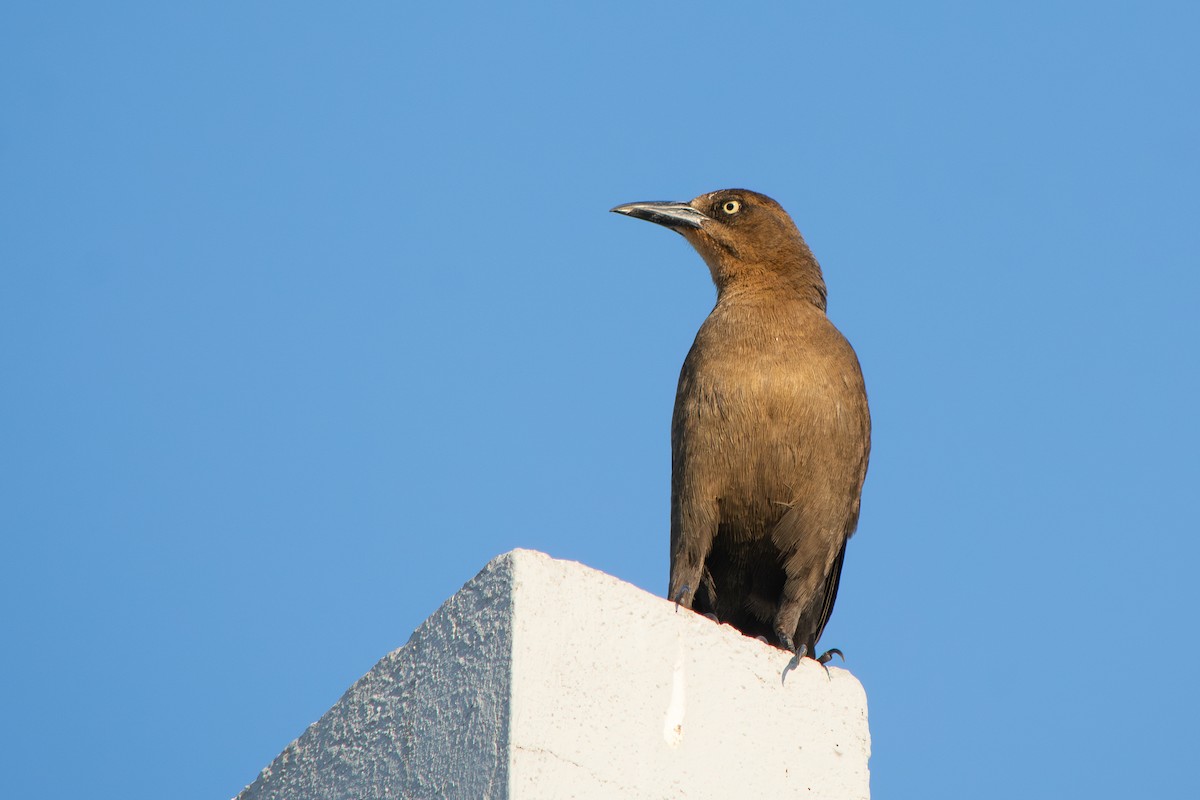 Great-tailed Grackle - ML647188301