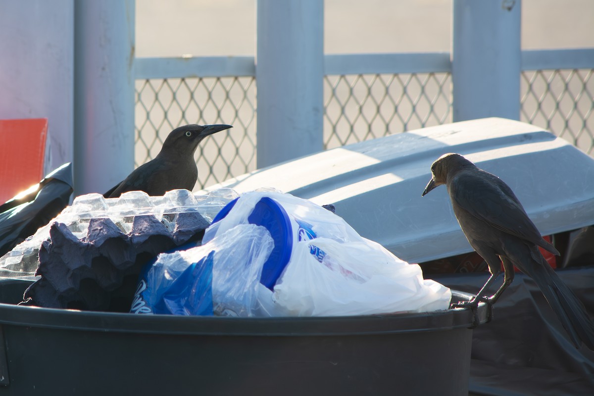 Great-tailed Grackle - ML647188302