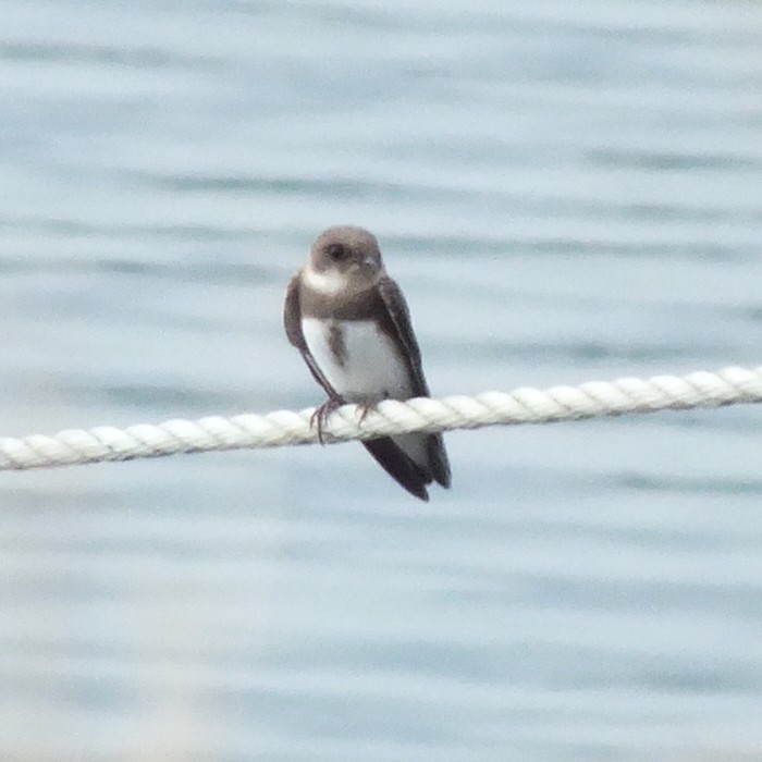 Uhalde-enara arrunta - ML647188306