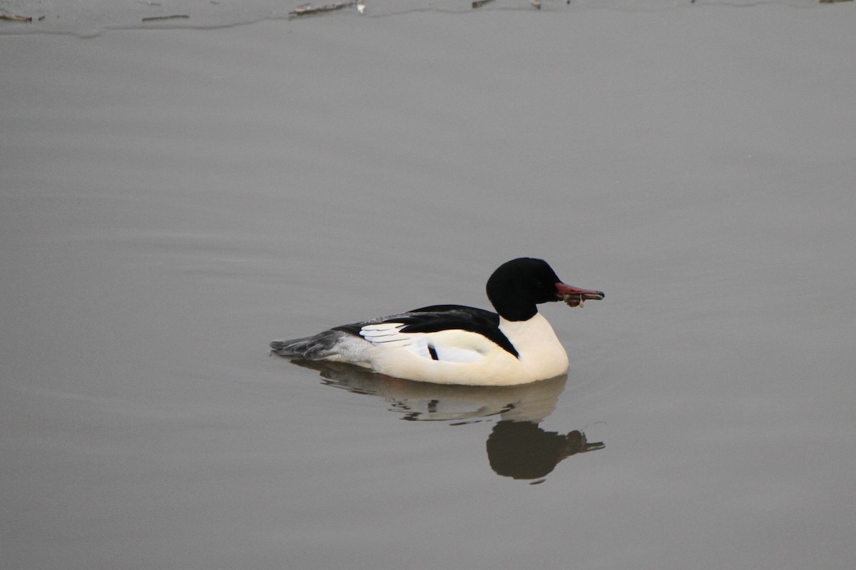Common Merganser - ML647188309