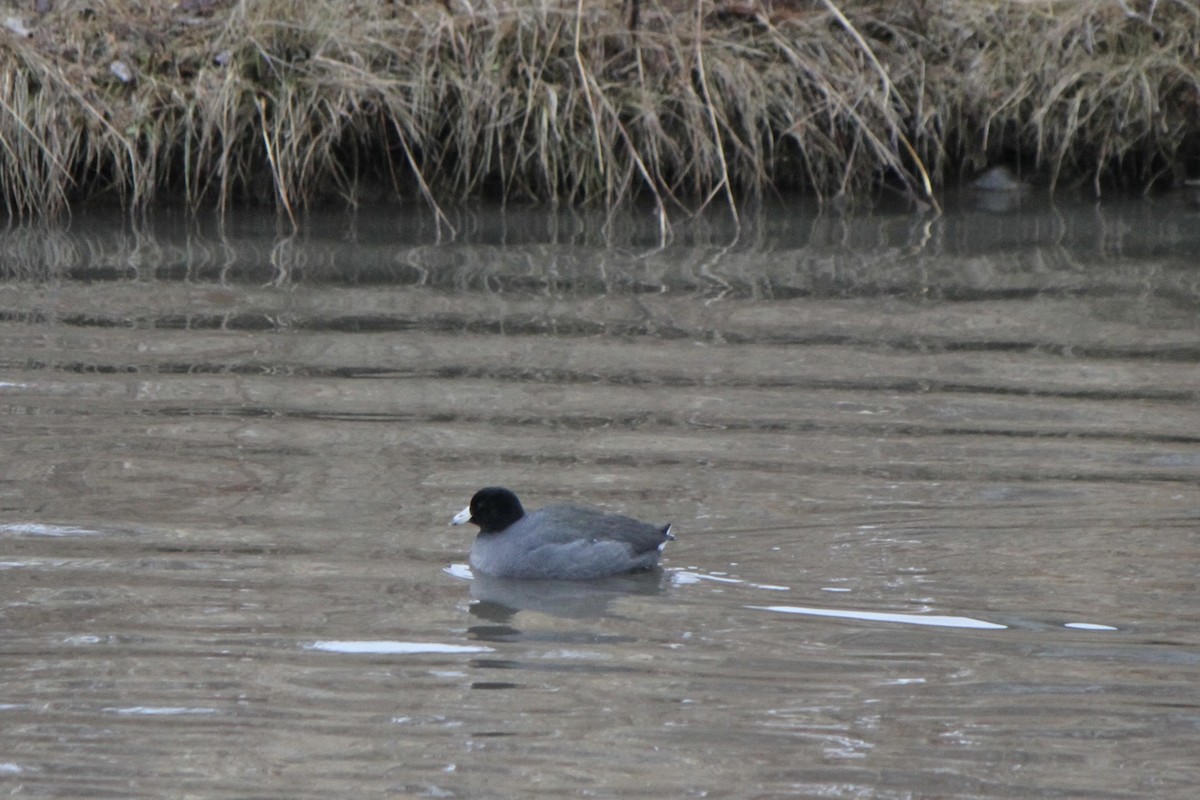 American Coot - ML647188317