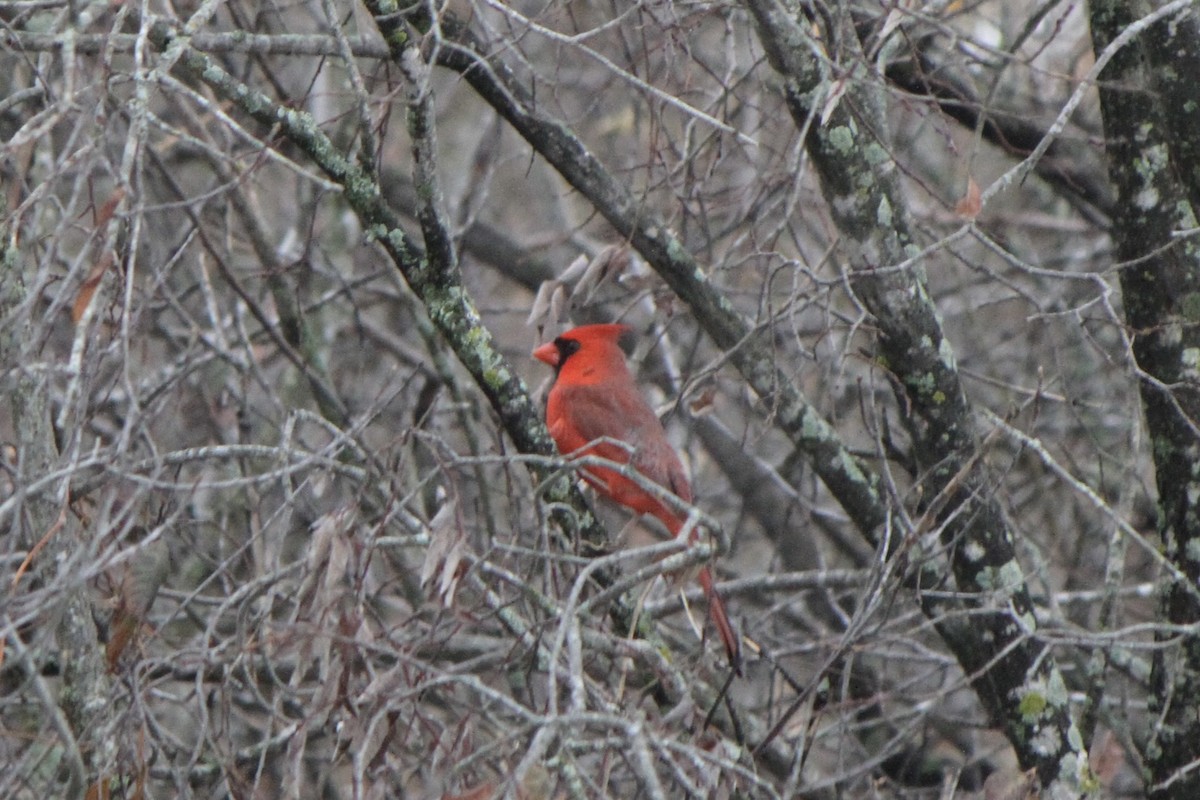 Northern Cardinal - ML647188321
