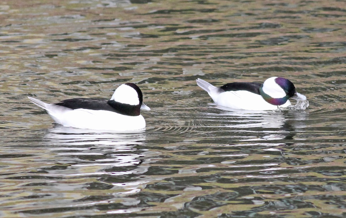 Bufflehead - ML647188331
