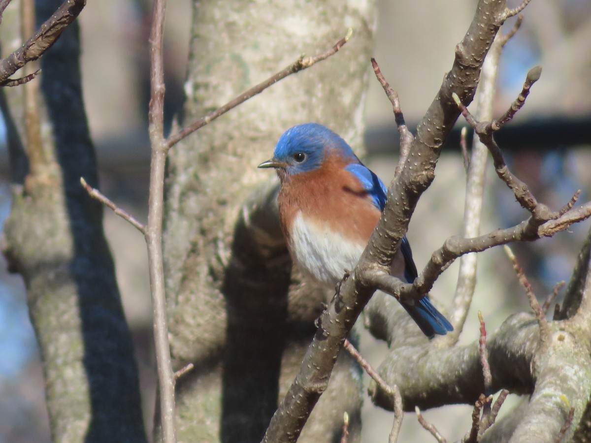 Eastern Bluebird - ML647188333