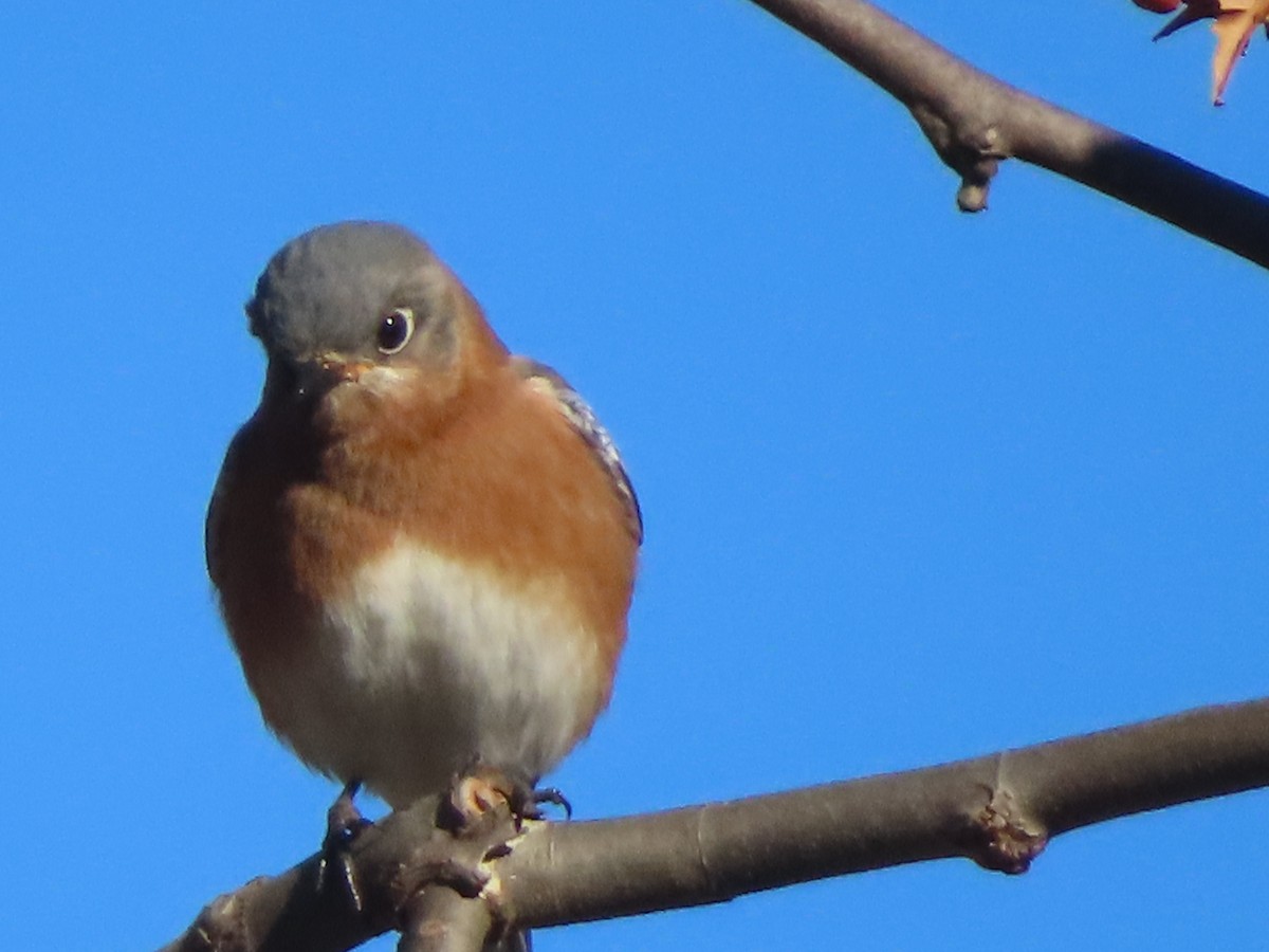 Eastern Bluebird - ML647188342