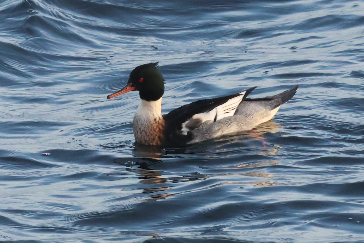 Red-breasted Merganser - ML647188351
