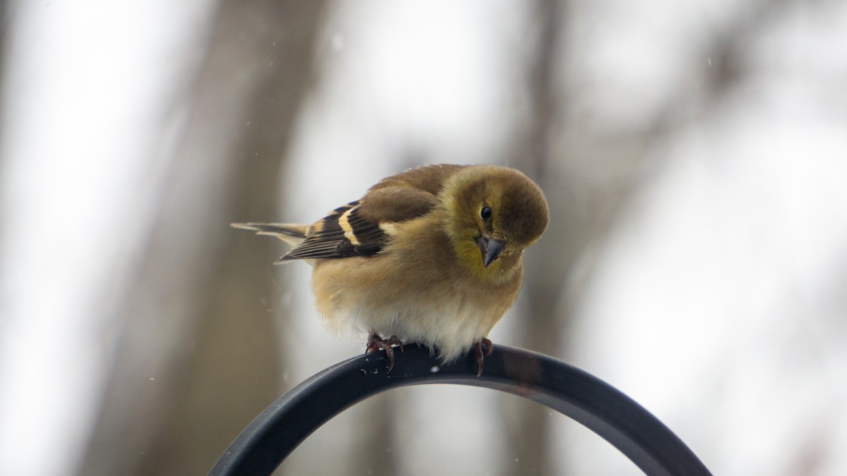 American Goldfinch - ML647188353