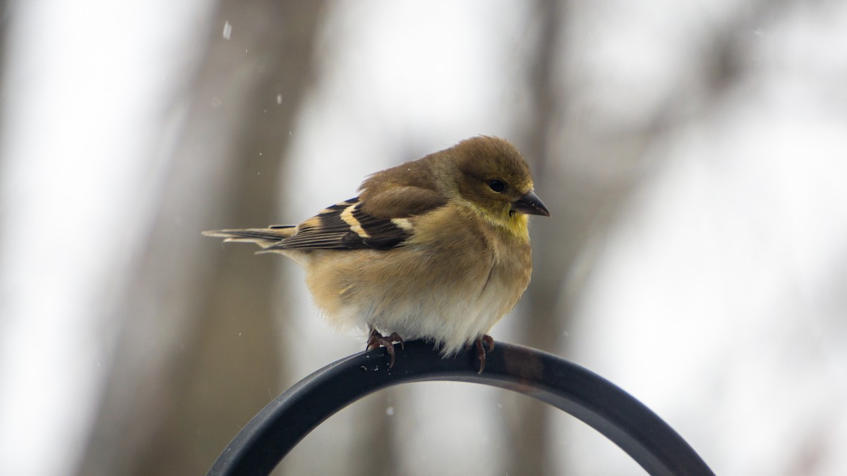 American Goldfinch - ML647188354