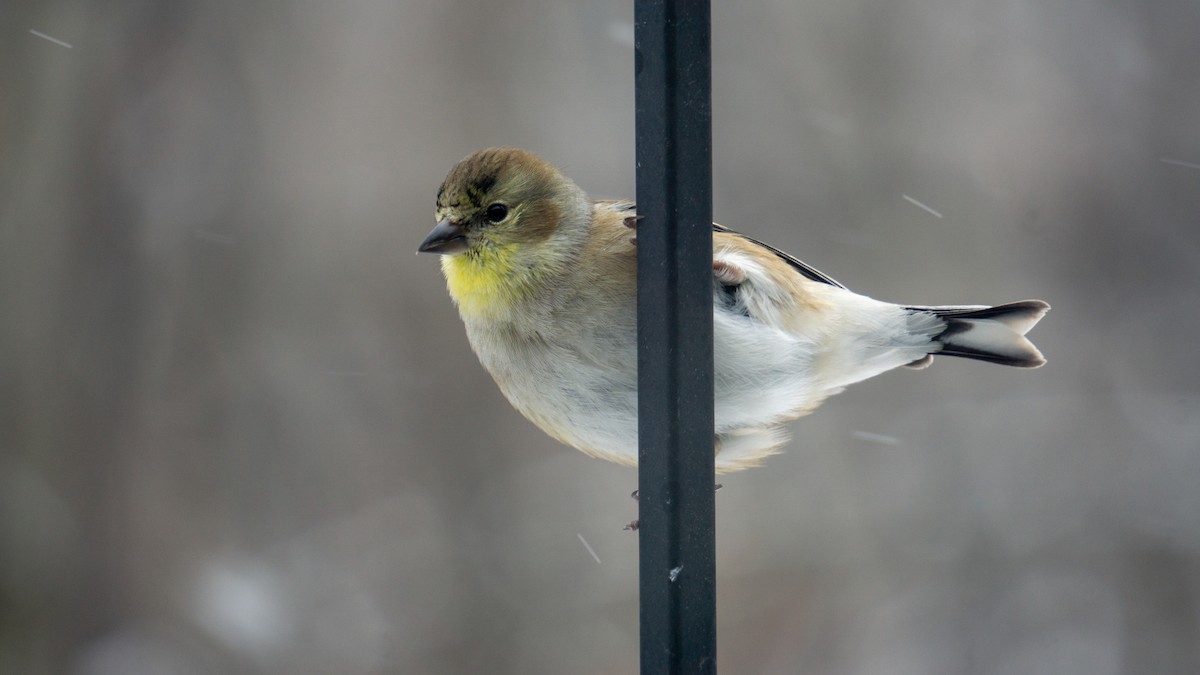American Goldfinch - ML647188355