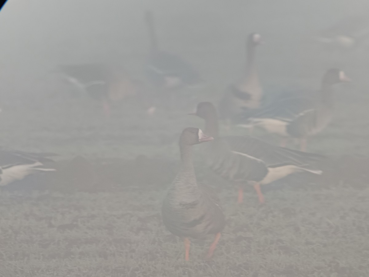 Greater White-fronted Goose - ML647188359