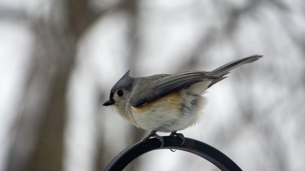 Tufted Titmouse - ML647188370