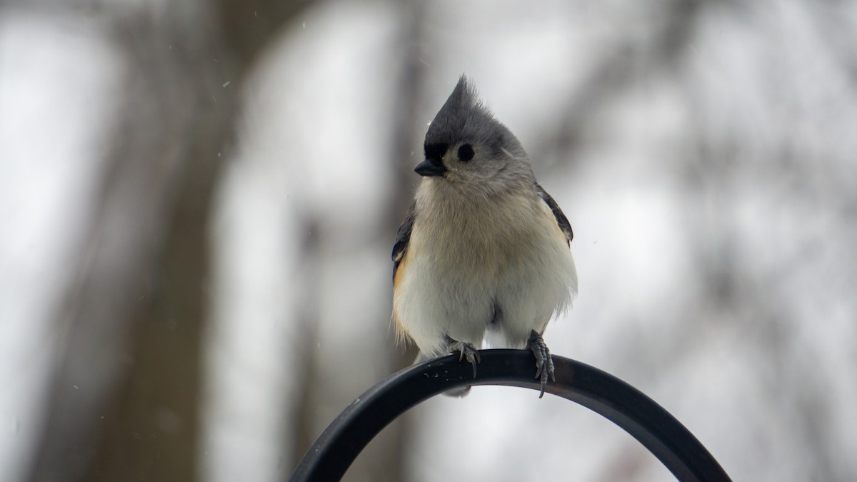 Tufted Titmouse - ML647188372