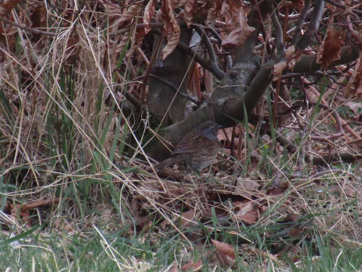 Accenteur mouchet - ML647188378