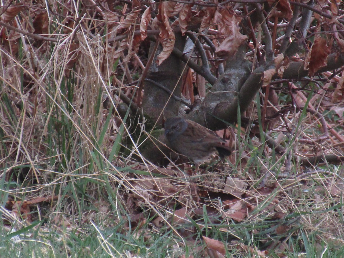 Accenteur mouchet - ML647188379